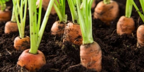 Kako posaditi šargarepu da se ne prorijedi